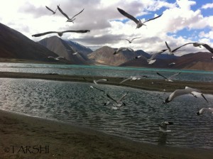 A photo of a landscape, with a river floating by and mountains in the background. The clouds overhead are clear against the blue sky, and a flock of birds are seen flying, one of them ducking down close to the water.
