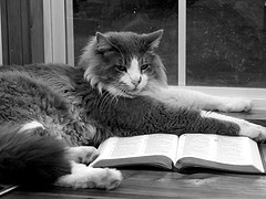 Pic Credit: frankieleon via Flickr