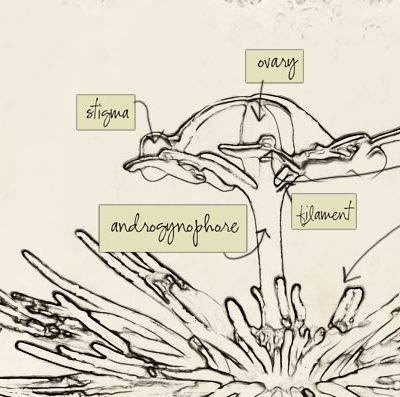 A line drawing of a fountain of water. Over different parts of the fountain are written the following words: "ovary", "stigma", "anther", "filament", "androgenophore".