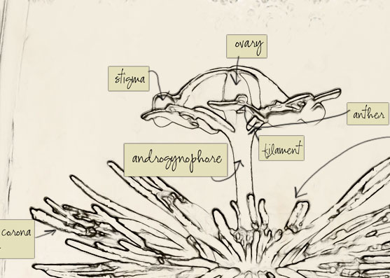 A line drawing of a fountain of water. Over different parts of the fountain are written the following words: "ovary", "stigma", "anther", "filament", "androgenophore".