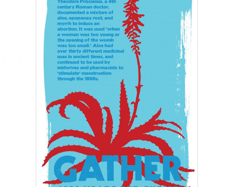 Drawing of an aloe vera plant in red colour. On top of it is written "Gather" in blue. In the background is written in blue, "Theodore Priscianus, a 4th century Roman doctor, documented a mixture of aloe, apopanax root, and myrrh to induce an abortion. It was used 'when a woman was too young or the opening of the womb was too small.' Aloe had over thirty different medicinal uses in ancient times, and continued to be used by midwives and pharmacists to "stimulate" menstruation through the 1800s."