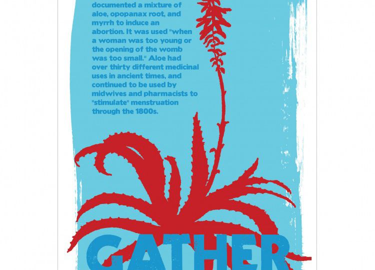 Drawing of an aloe vera plant in red colour. On top of it is written "Gather" in blue. In the background is written in blue, "Theodore Priscianus, a 4th century Roman doctor, documented a mixture of aloe, apopanax root, and myrrh to induce an abortion. It was used 'when a woman was too young or the opening of the womb was too small.' Aloe had over thirty different medicinal uses in ancient times, and continued to be used by midwives and pharmacists to "stimulate" menstruation through the 1800s."