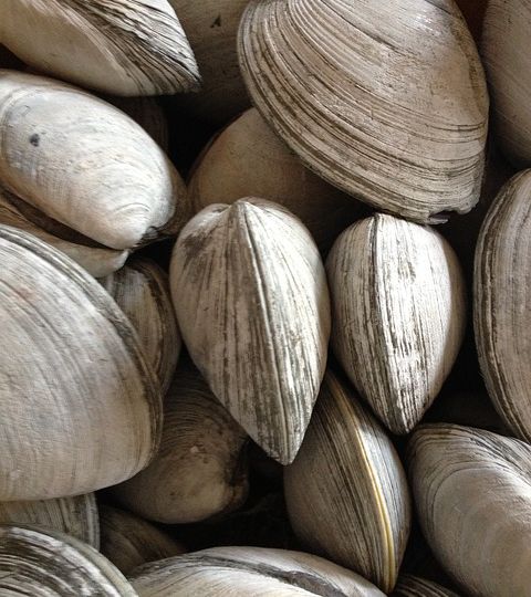 A close up photo of a bunch of clams