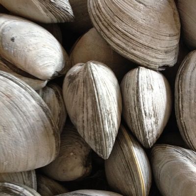 A close up photo of a bunch of clams