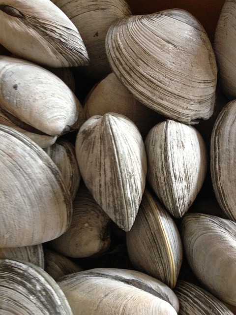 A close up photo of a bunch of clams