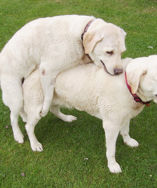 Two white dogs having anal sex.