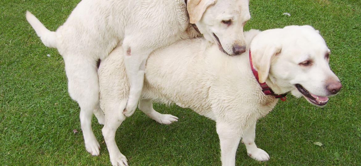 Two white dogs having anal sex.