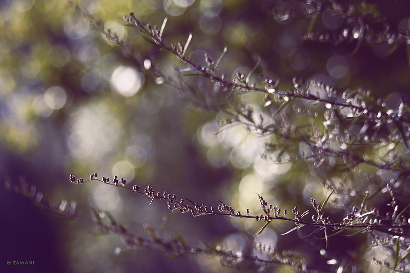 Closeup of twigs.
