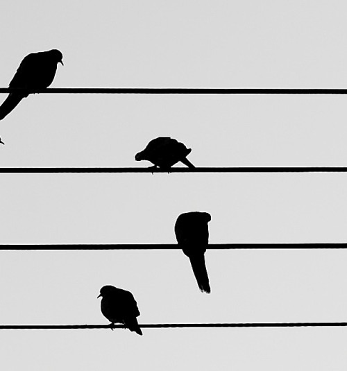 Silhouette of birds sitting on parallel wires.
