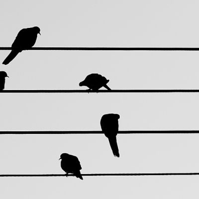 Silhouette of birds sitting on parallel wires.