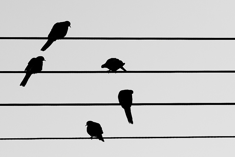 Silhouette of birds sitting on parallel wires.