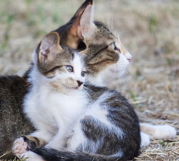 A black and white furry cat with its kitten.