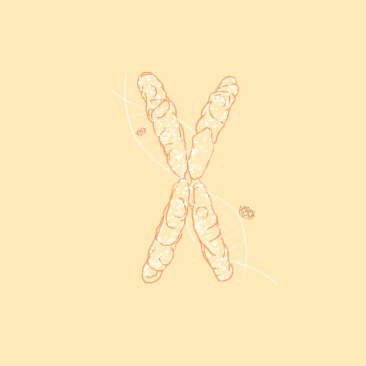 "Meri baat maan, inko gud-chana khilaane se, ye x chromosome jo haiina beta passive ho jaate hain. Fir dekh ladka hi hoga."