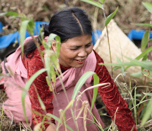 A photograph of a woman from Meghalaya, smiling and working in the field. She's wearing a pink and red saree