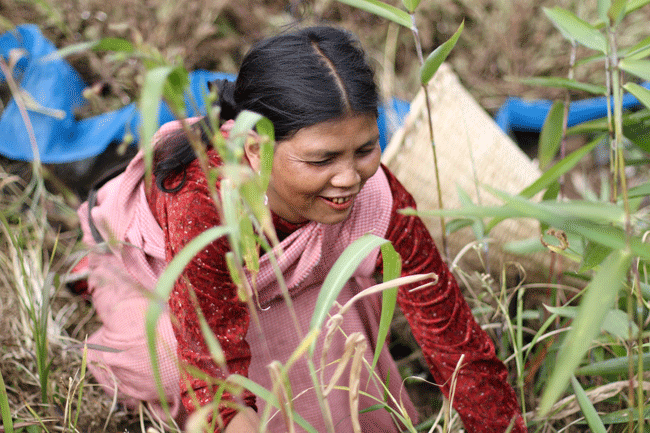 A photograph of a woman from Meghalaya, smiling and working in the field. She's wearing a pink and red saree