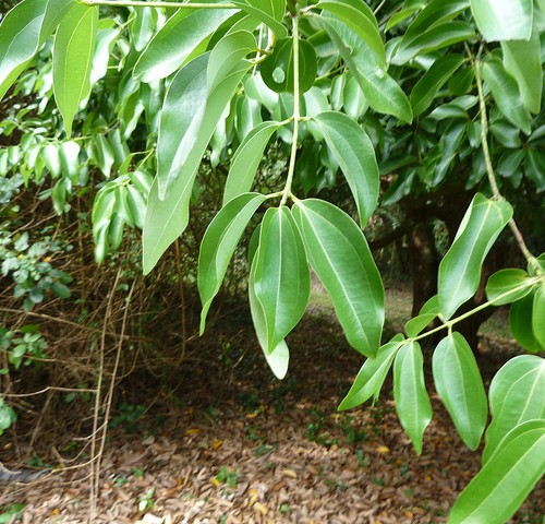 Cinnamon tree in a garden.