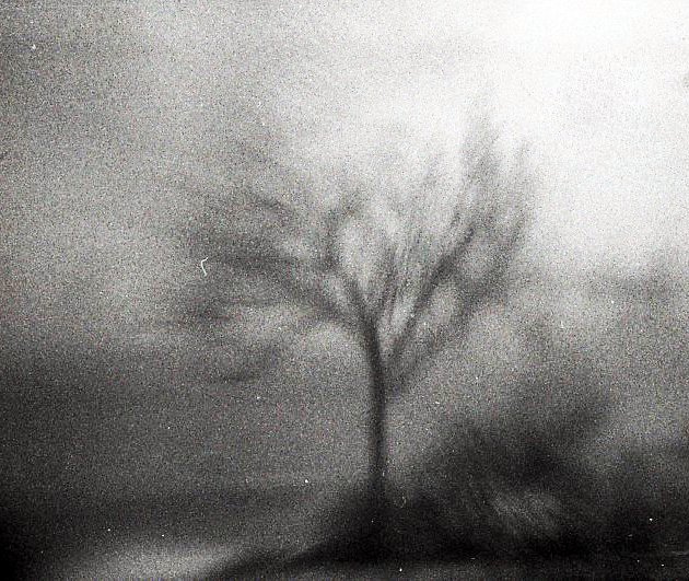 A hazy black-and-white picture of a branched tree swaying in a storm.