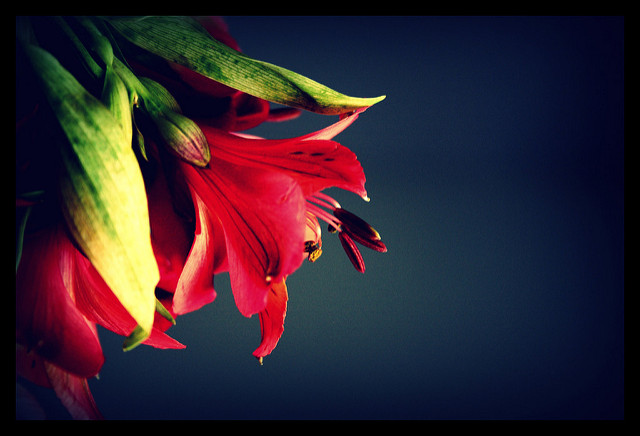 The photo of a red hibiscus flower against a blue background.