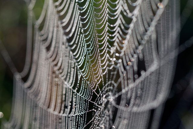 Spider webs