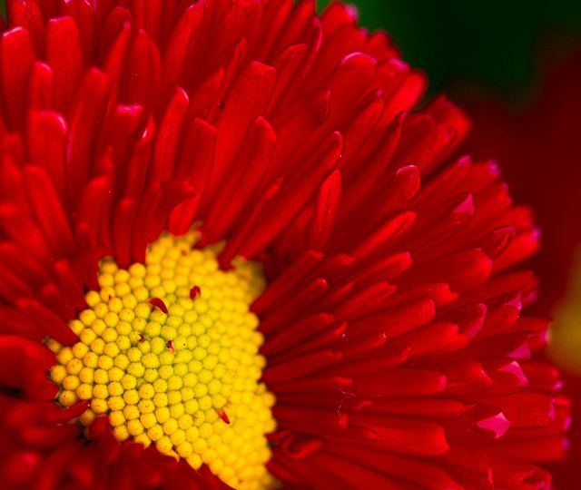 a red flower with a yellow centre