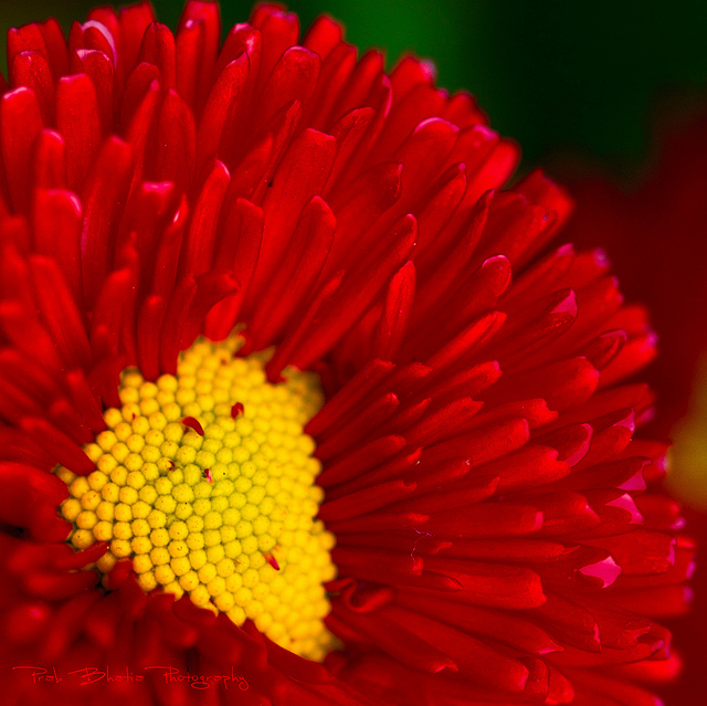a red flower with a yellow centre