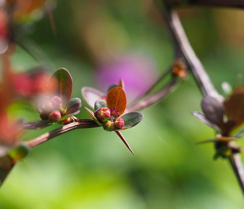 A pictures of the reddish-green leaves and branches of a plant, against a bright green background