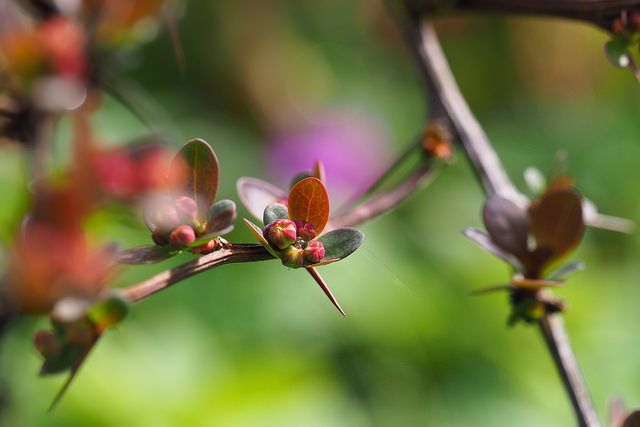 A pictures of the reddish-green leaves and branches of a plant, against a bright green background