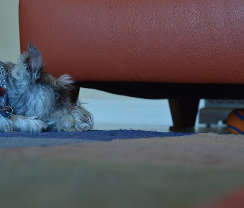 Picture of a dog lying on a carpet, staring at a bar that's stuck under a sofa