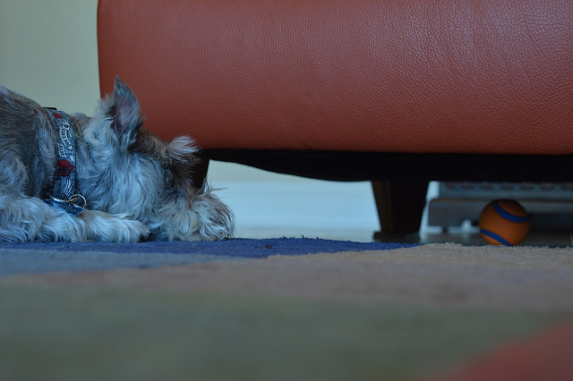 Picture of a dog lying on a carpet, staring at a bar that's stuck under a sofa