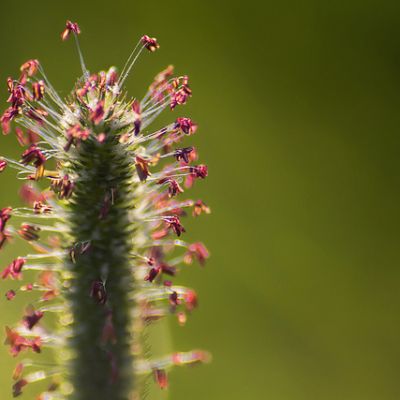beauty and Sexuality: Picture of a flower with a thick green stem and little pink buds emerging from all directions