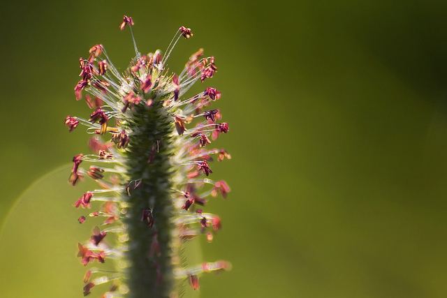 beauty and Sexuality: Picture of a flower with a thick green stem and little pink buds emerging from all directions