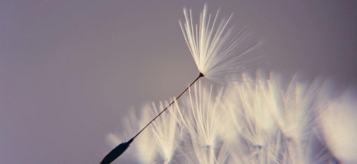 A flower with feathery petals