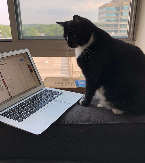 a cat sitting in front of the computer