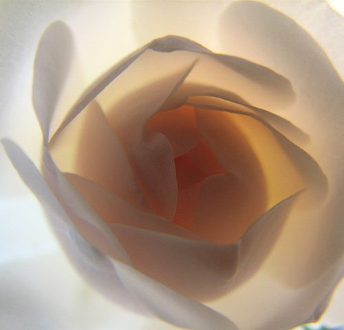 erotica and sexuality: picture of a white rose