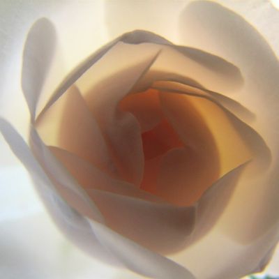 erotica and sexuality: picture of a white rose