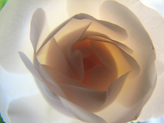 erotica and sexuality: picture of a white rose