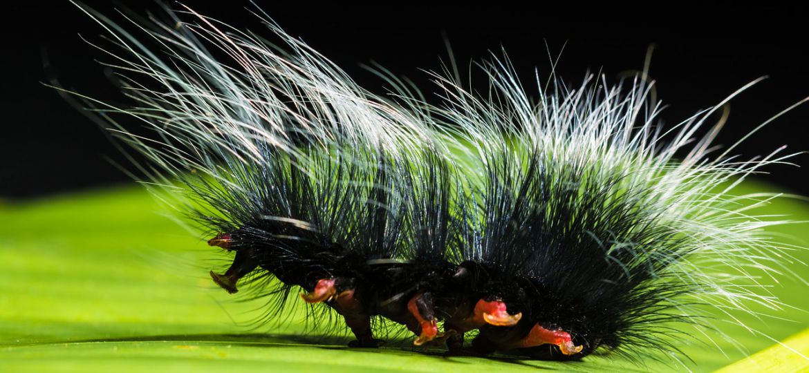 Picture of a hairy catterpillar