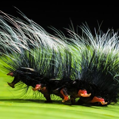 Picture of a hairy catterpillar