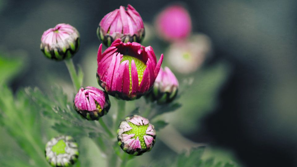 picture of a flower in bloom