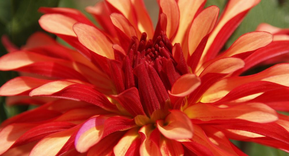 Image of a bright red flower