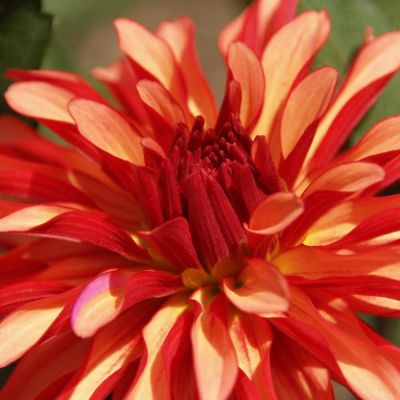 Image of a bright red flower
