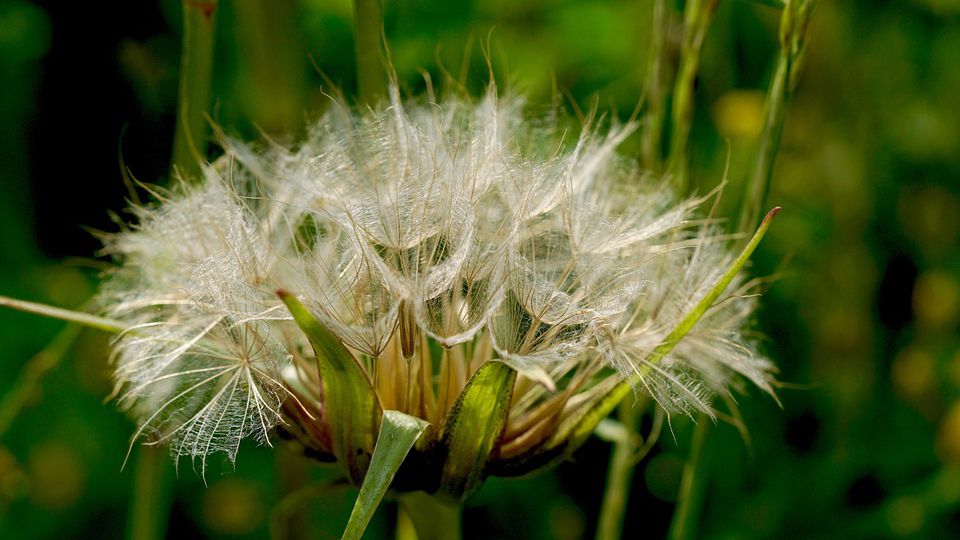 Picture of a flower with thorns