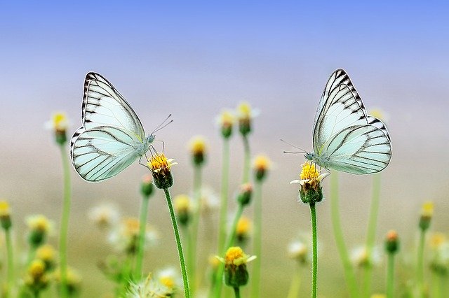 Image of two butterflies on top of flower