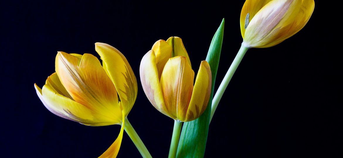 On a black background, yellow tulips are blooming.
