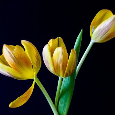 On a black background, yellow tulips are blooming.
