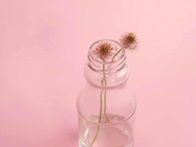 Two dandelion flowers in a glass vase on a pink background.