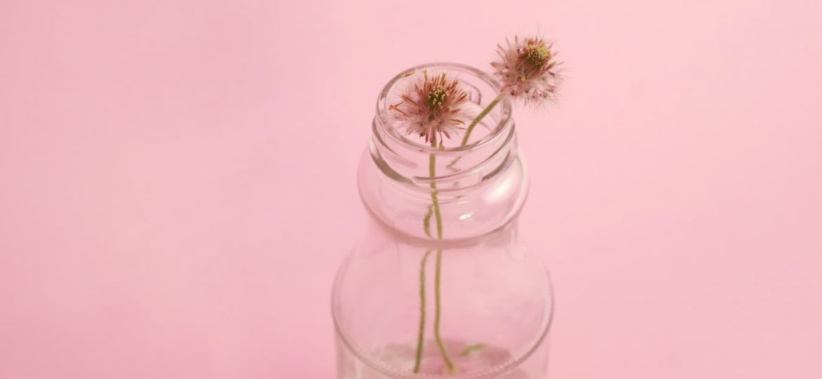 Two dandelion flowers in a glass vase on a pink background.