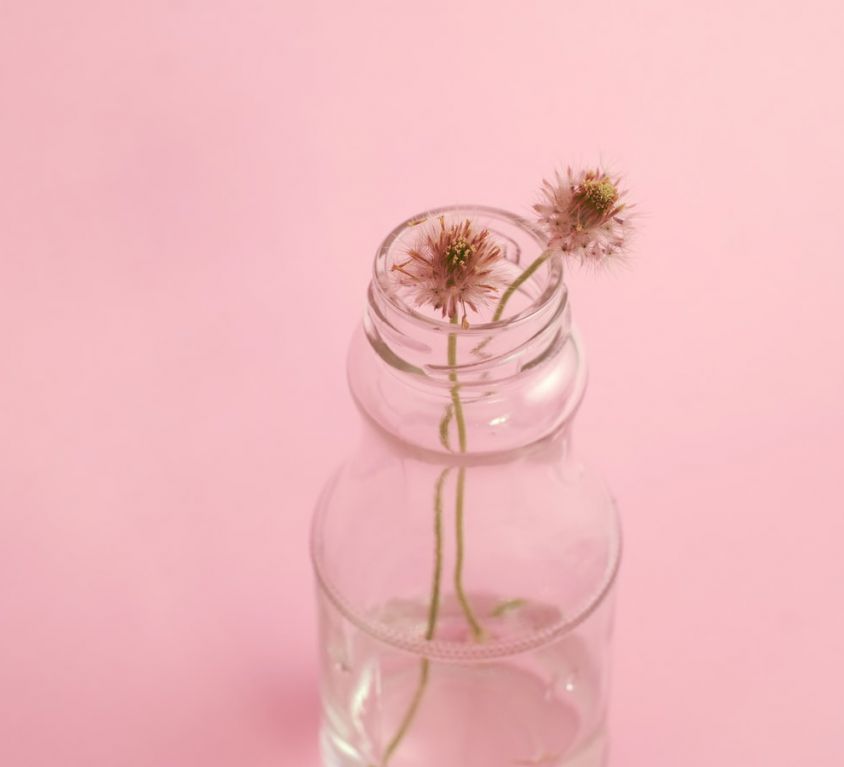 Two dandelion flowers in a glass vase on a pink background.