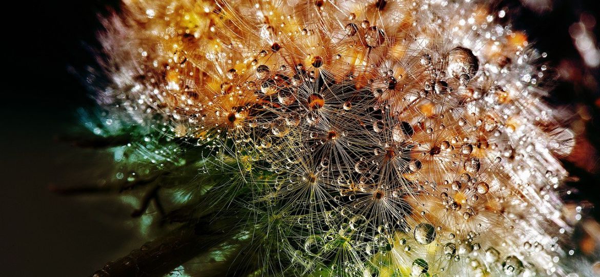 A close-up photograph of a dandelion with dew. The dewdrops are differently coloured in the light.