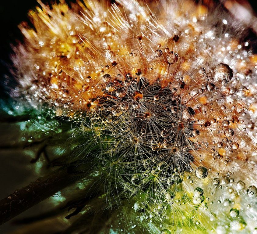 A close-up photograph of a dandelion with dew. The dewdrops are differently coloured in the light.